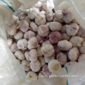 High Quality Bulk Garlic Hot Sales